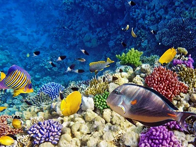 Careless Reef