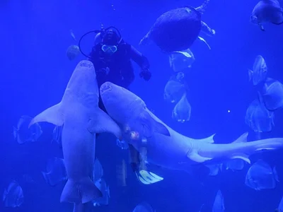 Hurghada Grand Aquarium
