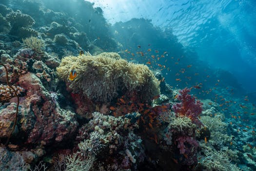 Beginner's Guide: Snorkeling Safely in the Red Sea