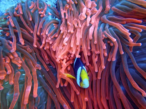 Best Snorkeling Gear for the Red Sea: Expert Guide