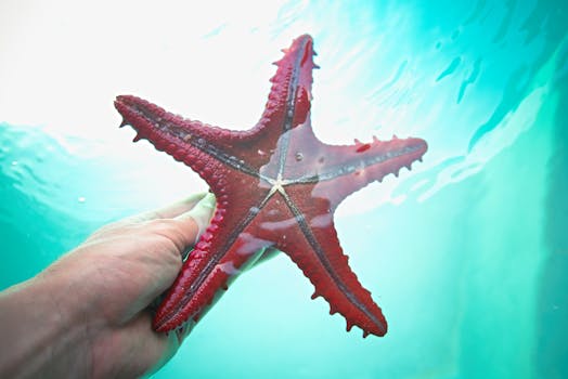 Capture Stunning Underwater Videos: Red Sea Diving Tips