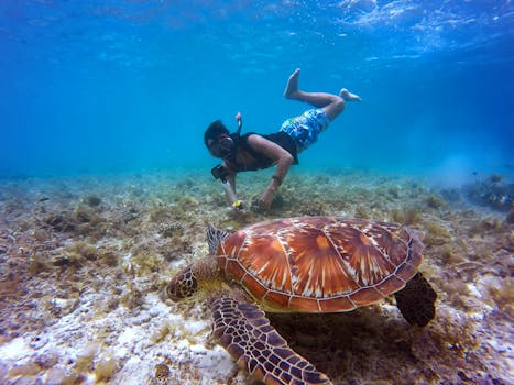 Choose the Perfect Snorkeling Tour for Your Skill Level