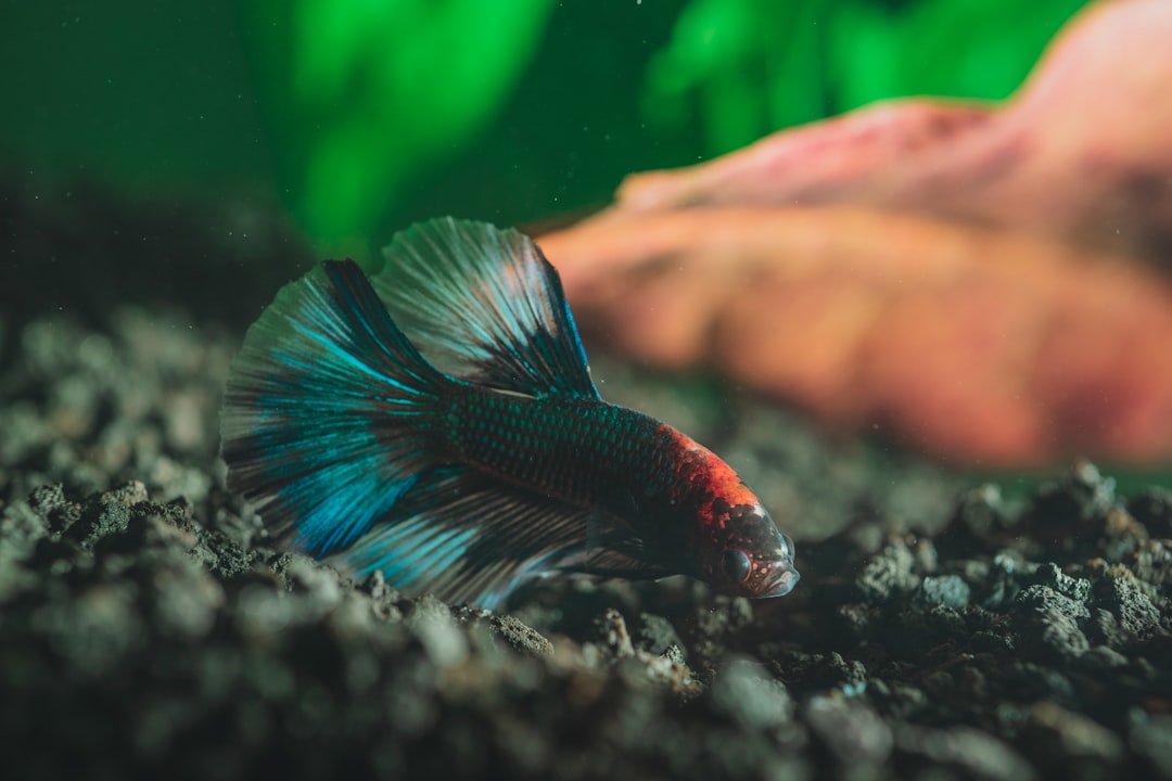 Colorful Fish in the Red Sea: Identification Guide
