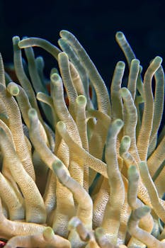 Discover the Vibrant Coral Gardens of the Red Sea