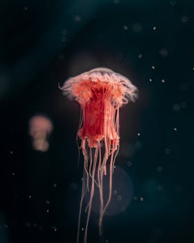 Discover the Vibrant Marine Life of the Red Sea