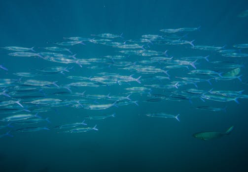 Discover Why the Red Sea is a Premier Diving Destination