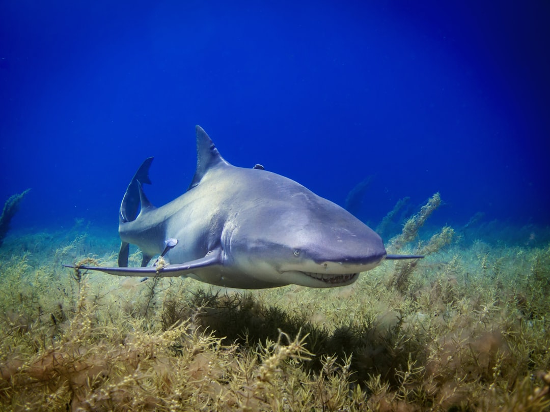 Diving with Whale Sharks in the Red Sea: Is It Possible?