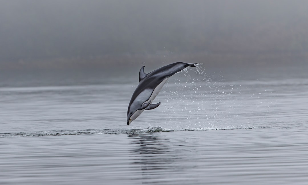 Dolphin Watching in Hurghada: Best Spots & Tips