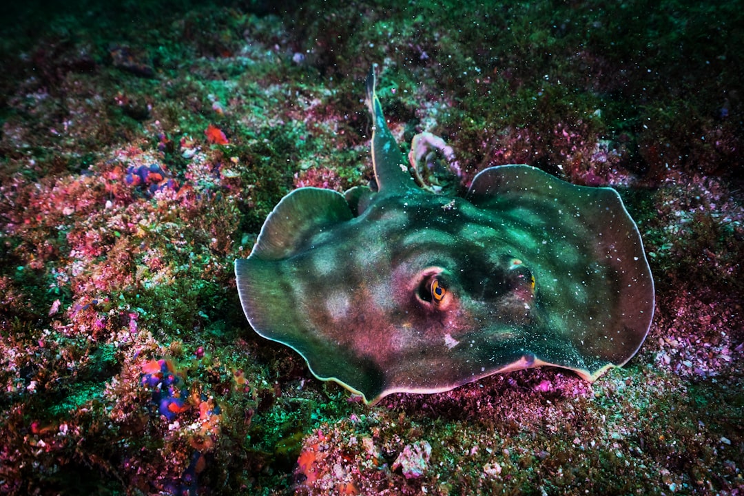 Explore Red Sea's Stunning Underwater Caves: A Diver's Paradise