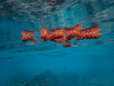 Explore the Most Stunning Coral Reefs in the Red Sea