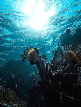 Luxury Red Sea Vacation on a Budget: Tips & Tricks