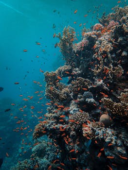 Maximize Your Red Sea Snorkeling Adventure: Essential Tips
