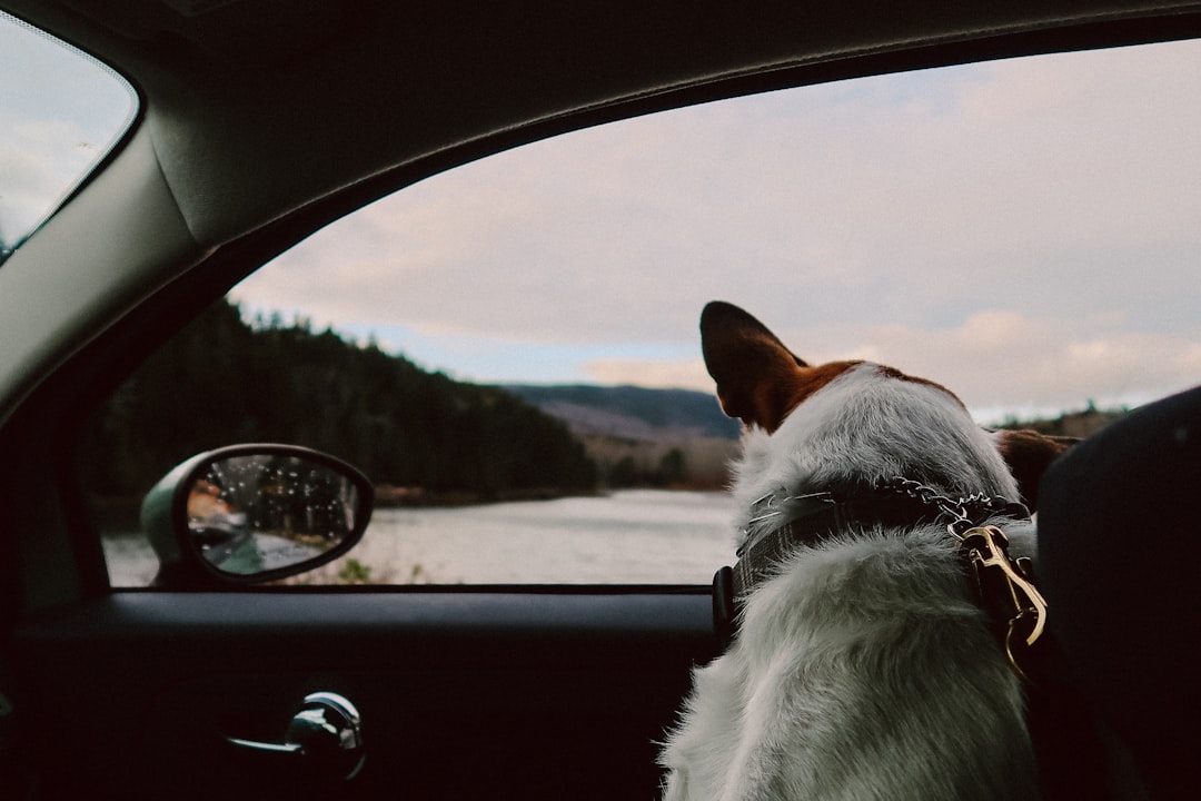 Pet-Friendly Travel: Explore the Best Options for You