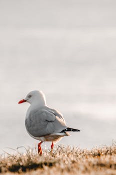 Red Sea Birdwatching: A Paradise for Avian Enthusiasts