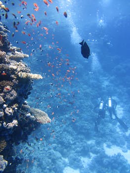 Red Sea Night Snorkeling: Unique Marine Adventure Awaits