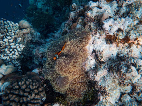 Red Sea Snorkeling: Perfect Spots for First-Time Adventurers