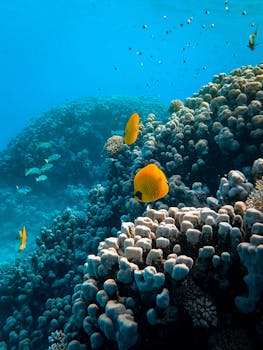 Renting a Car in Egypt: Drive the Stunning Red Sea