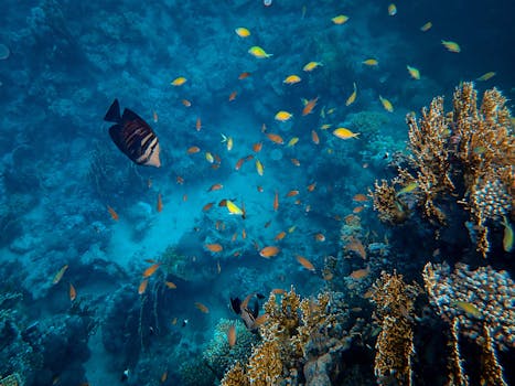 Snorkeling in Egypt's Red Sea: A Beginner's Guide