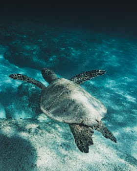 Snorkeling with Sea Turtles in the Red Sea: A Must-Do Adventure