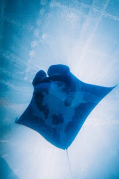 Spot Manta Rays While Snorkeling in the Red Sea: A Guide