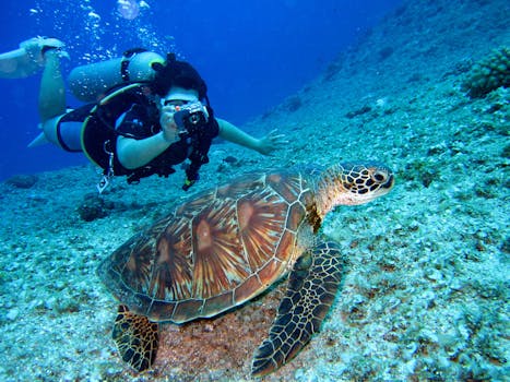 Spotting Dolphins & Whales in the Red Sea: A Guide
