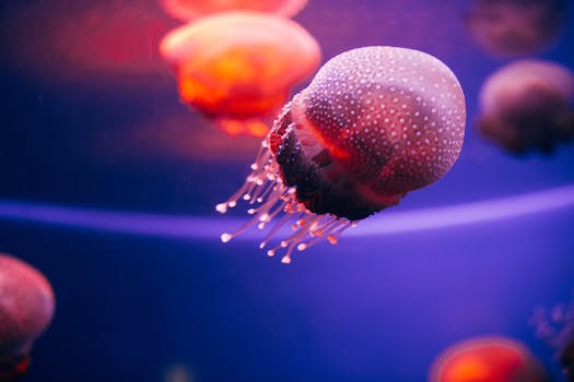 Stay Connected: WiFi Tips for the Red Sea Adventure