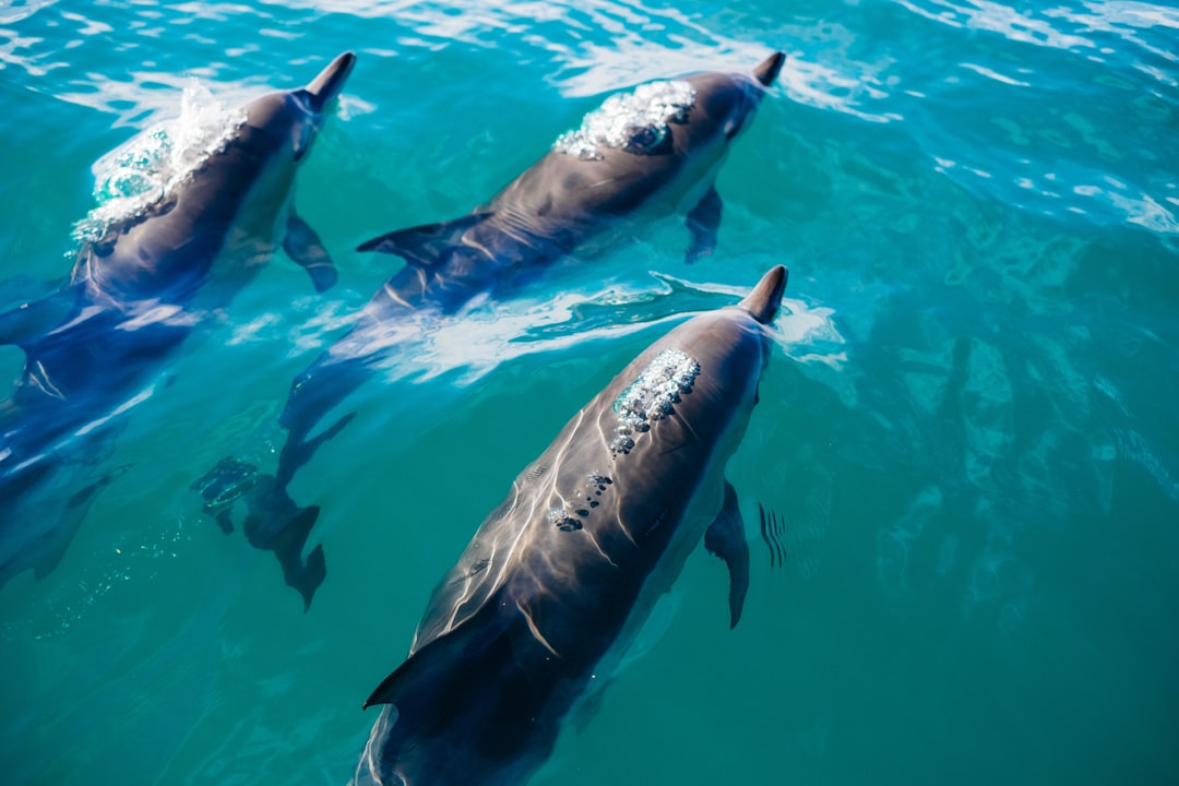 Unforgettable Dolphin House Snorkeling Tips & Guide