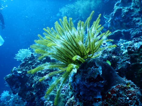 What to Expect on a Semi-Submarine Tour in the Red Sea