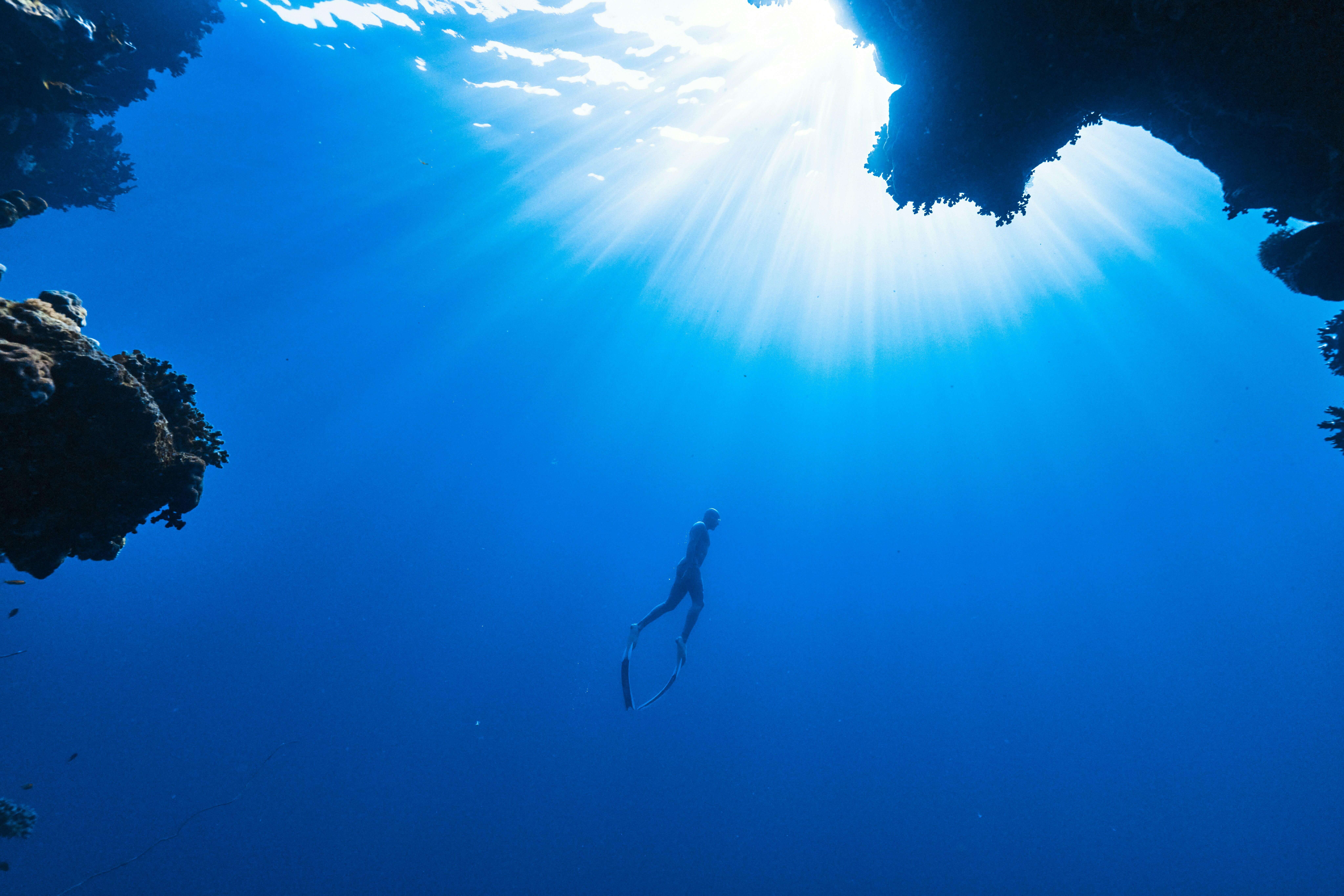 Red Sea marine life