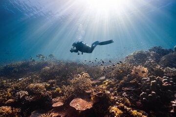 scuba-diving-experience-for-beginners-lunch-sharm-el-sheikh tour image 4