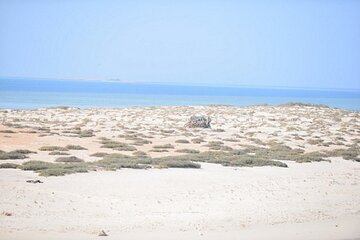 marsa-mubarak-turtle-house-snorkeling-trip-lunch-marsa-alam tour image 3
