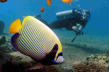 tiran-island-full-day-snorkeling-intro-dive-sharm-el-sheikh tour image 1