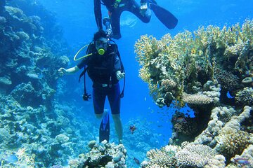 tiran-island-full-day-snorkeling-intro-dive-sharm-el-sheikh tour image 2