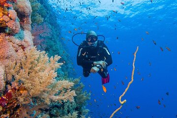 explore-hurghada-two-thrilling-boat-dives-for-certified-divers tour image 1