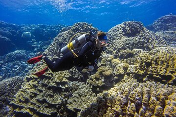 explore-hurghada-two-thrilling-boat-dives-for-certified-divers tour image 3