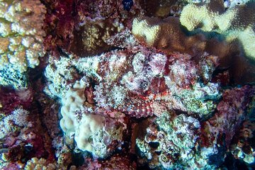 explore-hurghada-two-thrilling-boat-dives-for-certified-divers tour image 4