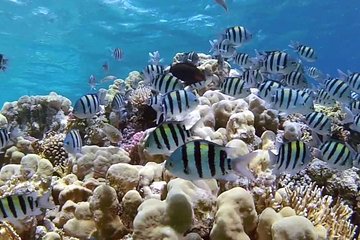 intro-diving-and-snorkeling-day-trip tour image 2