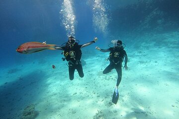 marsa-mubarak-snorkeling-trip-with-one-introductory-dive tour image 4