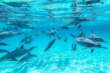 swim-with-dolphins-at-samadai-reef-sea-trip-lunch-marsa-alam tour image 1