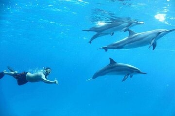 swim-with-dolphins-at-samadai-reef-sea-trip-lunch-marsa-alam tour image 2