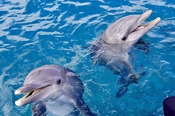 swim-with-dolphins-at-samadai-reef-sea-trip-lunch-marsa-alam tour image 4