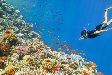 hurghada-private-sunrise-quad-biking-and-giftun-island-snorkeling tour image 3