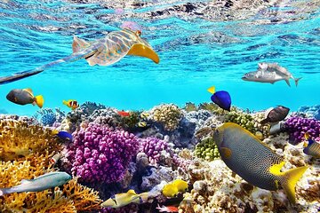 tiran-island-snorkeling-excursion tour image 1