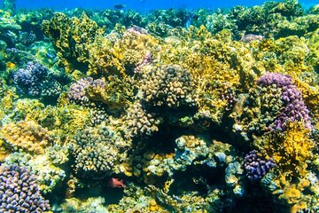 tiran-island-snorkeling-excursion tour image 2