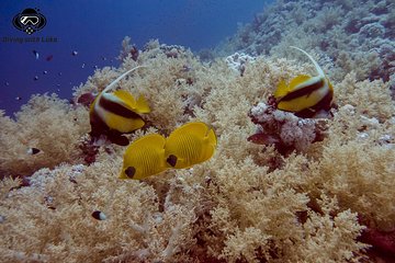 full-day-diving-with-private-guide-lunch-drinks-transportation tour image 3