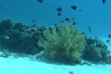 eden-island-a-luxury-snorkeling-sea-trip tour image 2