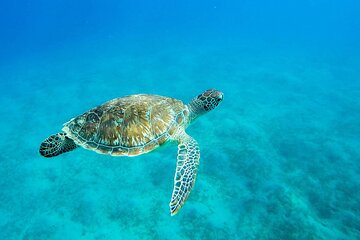 eden-island-a-luxury-snorkeling-sea-trip tour image 3