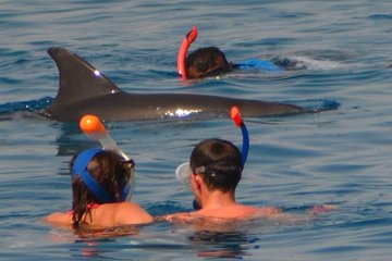 dolphin-house-royal-sea-trip-with-lunch-water-sport-hurghada tour image 4