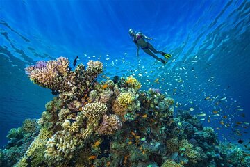 snorkeling-adventure-at-hamata-national-park-marsa-alam tour image 3