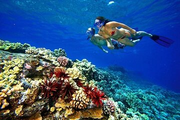 snorkeling-adventure-at-hamata-national-park-marsa-alam tour image 4